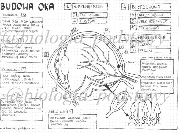 Oko - klasa 7 - sketchnotka