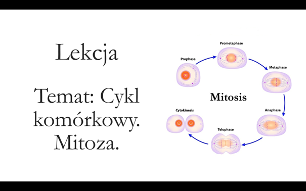 Klasa 1 (podstawa) - Cykl komórkowy. Mitoza - prezentacja