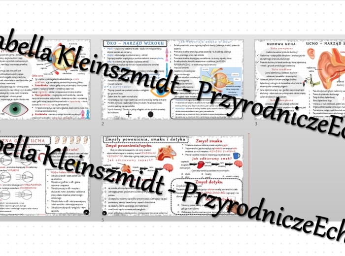 Zestaw sketchnotek – notatek do całego działu „Narządy zmysłów” wykonanych w power point do edycji. Biologia 7