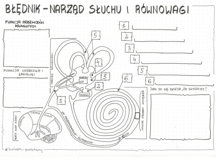 Ucho - klasa 7 - KP do uzupełnienia