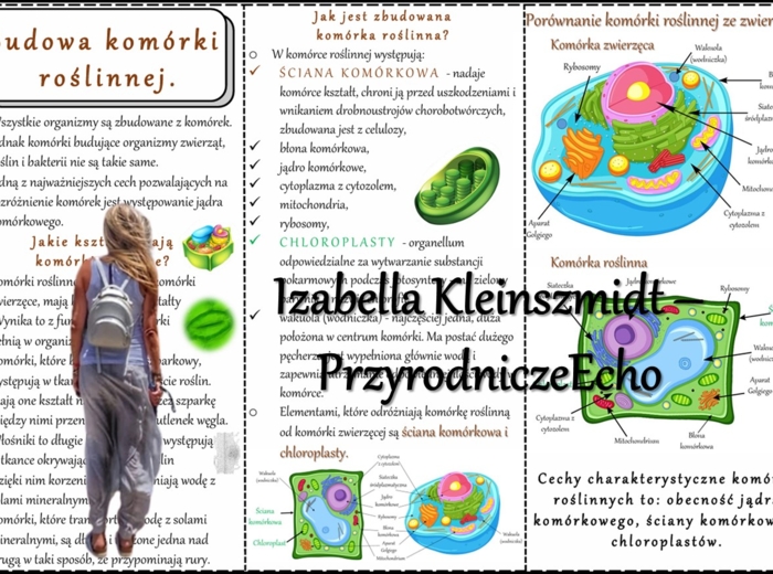 Książeczka/sketchnotka/notatka/wklejka/ściąga dla ucznia i przypomnienie dla nauczyciela/edukacja domowa. Temat „Budowa komórki roślinnej. Porównanie komórki roślinnej z zwierzęcą” w pdf. Biologia 5, dział „Budowa i czynności życiowe organizmów”. Nowość 