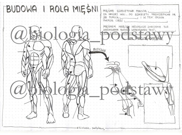 Klasa 7 - Budowa i rola mięśni - KP