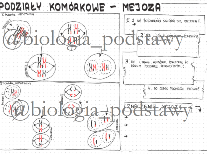 klasa 8 - podziały komórkowe - mejoza - sketchnotka
