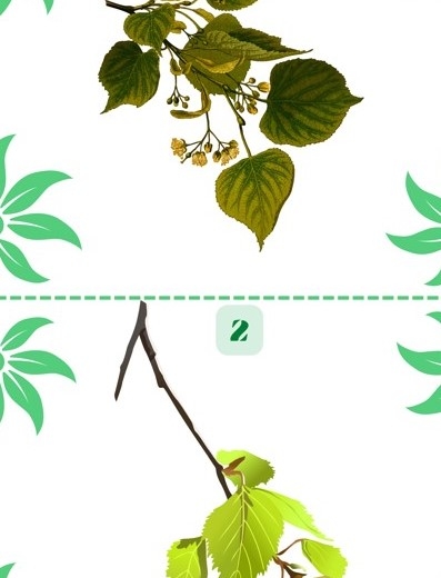 Szybkie rączki - drzewa liściaste