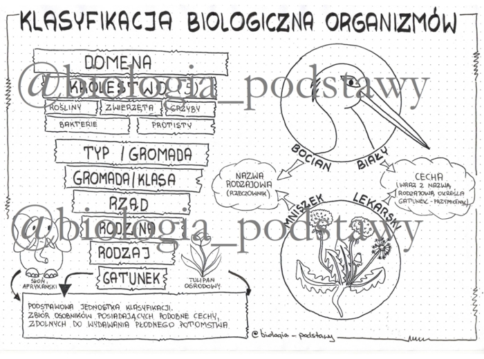 klasa 5 - Klasyfikacja organizmów - sketchnotka