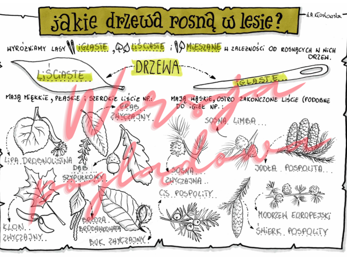 Jakie drzewa rosną w lesie? -przyroda kl. 4 -wypełniona karta pracy