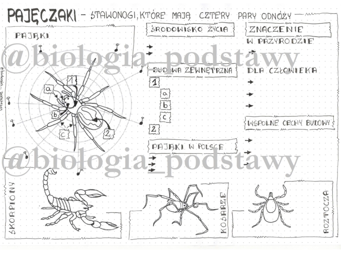 Klasa 6 - Pajęczaki - karta pracy