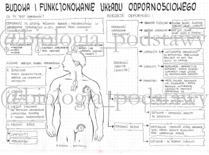 Klasa 7 - Układ odpornościowy - sketchnotka
