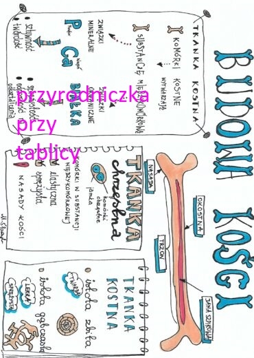 Klasa 7. Biologia. Budowa kości