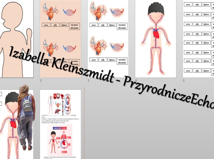 Budowa układów narządów człowieka – układanki do zalaminowania. Przyroda 4 / Biologia 7. Układy narządów człowieka. Przyroda 4, „Odkrywamy tajemnice ciała człowieka”.
