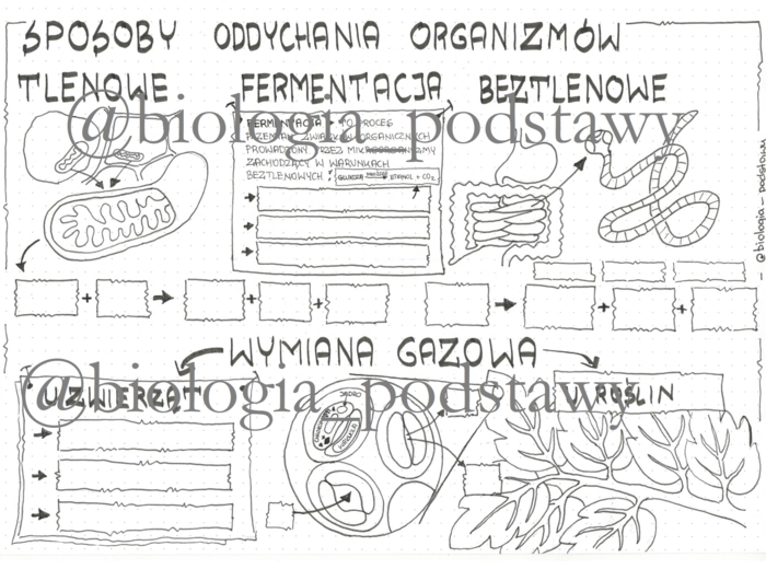 Klasa 5 - Sposoby oddychania organizmów - sketchnotka