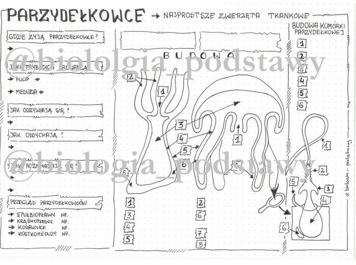 Klasa 6 - Parzydełkowce - karta pracy