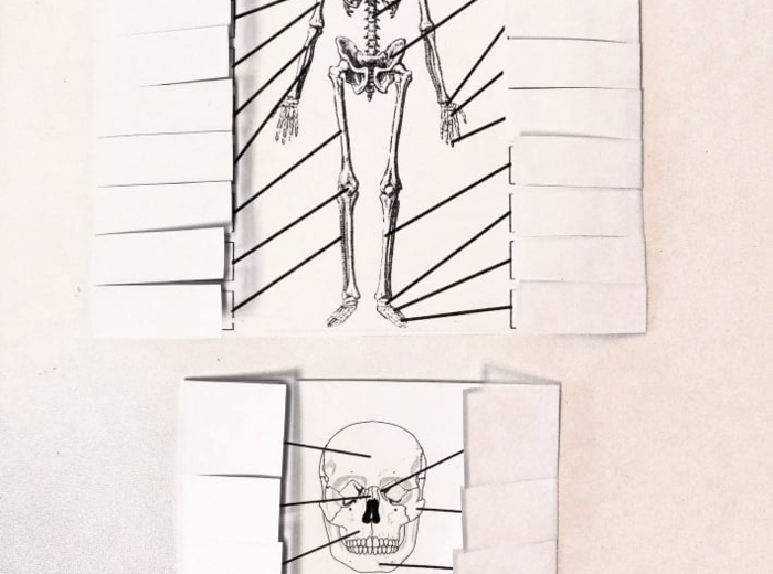 Kości człowieka - okienkowa notatka
