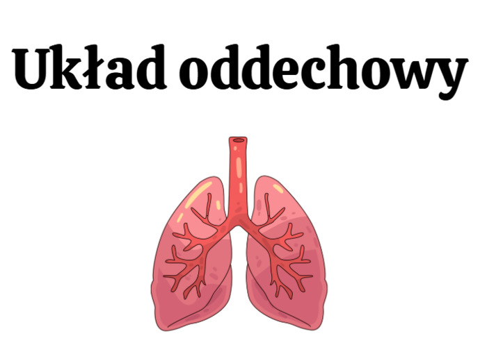 układ oddechowy KLASA 3 ROZSZERZENIE BIOLOGIA