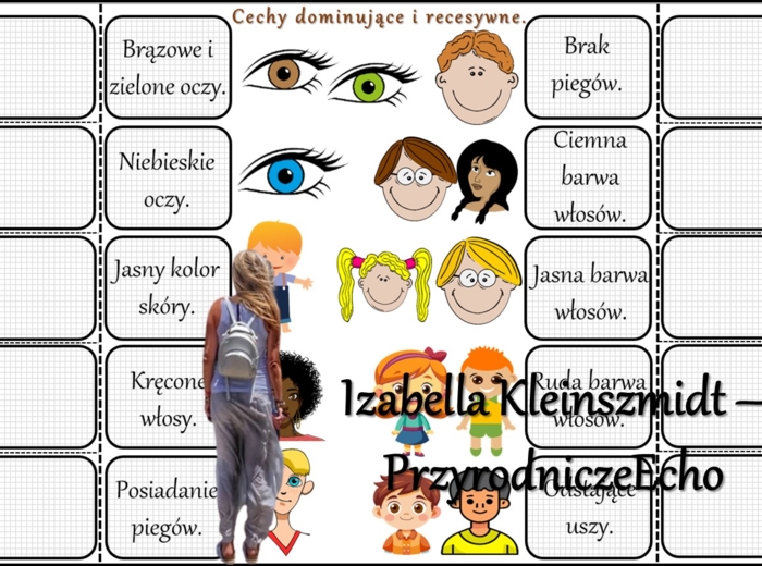Notatka okienkowa/stacja zadaniowe/notatka/notatka graficzna/karta pracy/sketchnotka „Dziedziczenie cech u człowieka”, „Krzyżówki genetyczne”, „Jak zapisać krzyżówkę genetyczną?” w pdf. Biologia 8 dział „Genetyka”. Materiał wykonany na podstawie podręczn