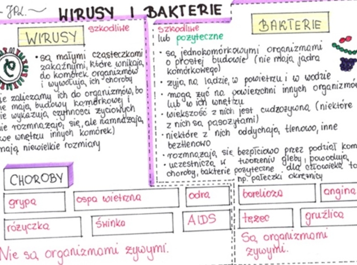 Wirusy i bakterie (sketchnotka)