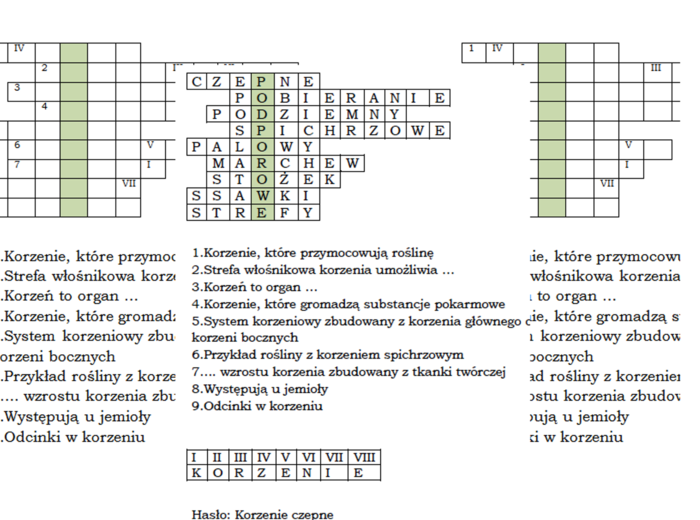 Podsumowanie lekcji biologii kl. 5 o korzeniu - łamigłówka