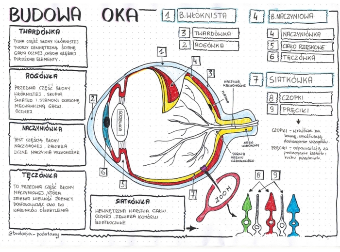 Budowa oka - klasa 7 - sketchnotka