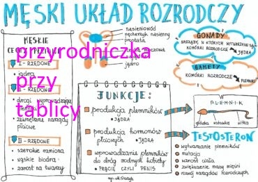 Klasa 7. Biologia. Męski układ rozrodczy.