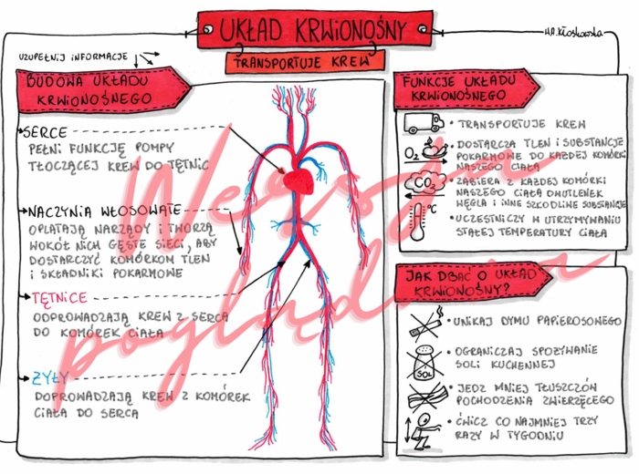 Układ krwionośny transportuje krew - przyroda kl. 4 - karta pracy wypełniona