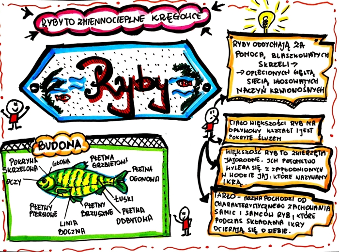 Klasa 6. Biologia. Ryby (karta pracy kolorowa)