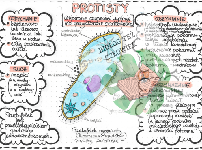 Protisty - Pantofelek - kolor