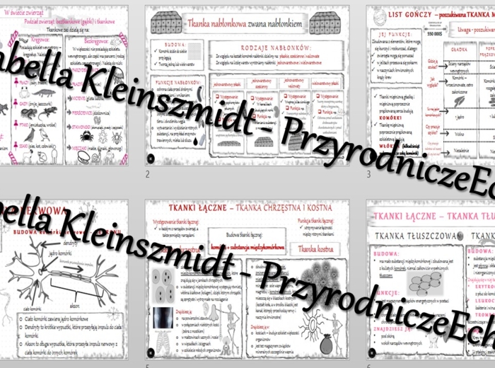Zestaw sketchnotek – notatek do całego działu „Świat zwierząt” wykonanych w power point do edycji. Biologia 6