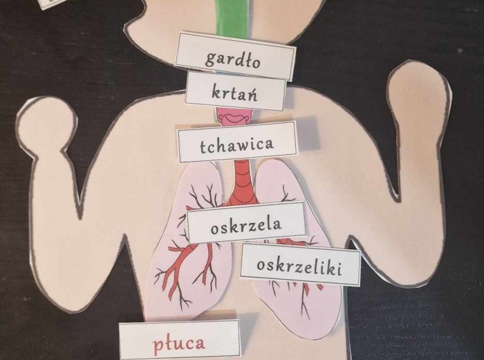 Budowa układów narządów człowieka – układanki do zalaminowania. Przyroda 4 / Biologia 7. Układy narządów człowieka. Przyroda 4, „Odkrywamy tajemnice ciała człowieka”.