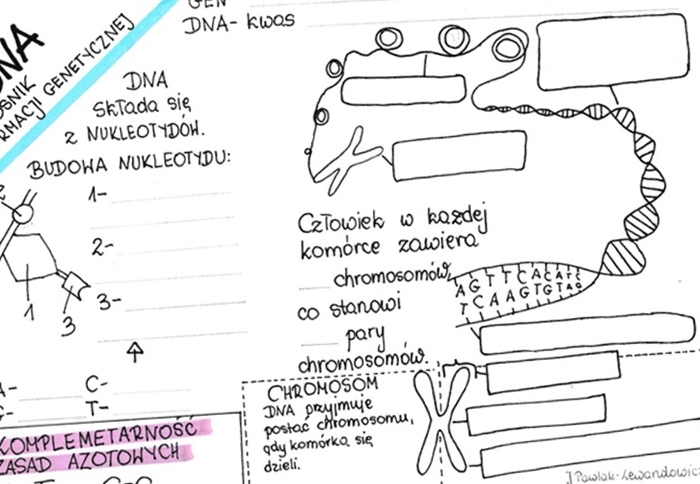 DNA - nośnik informacji genetycznej - karta pracy