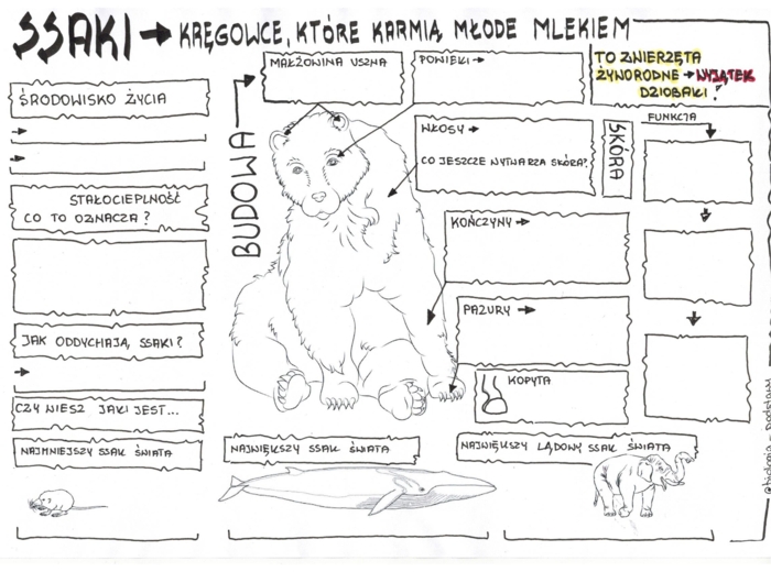 Ssaki - budowa ciała - klasa 6- KP