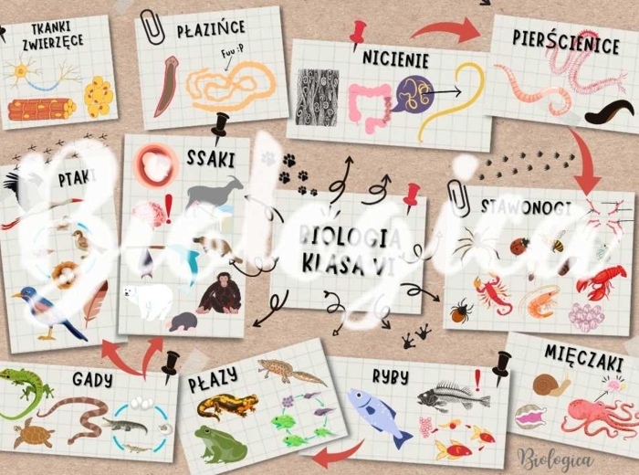 O CZYM BĘDĘ SIĘ UCZYŁ W TYM ROKU NA BIOLOGII? Obrazkowe karty na pierwszą lekcję dla klas 5-8.