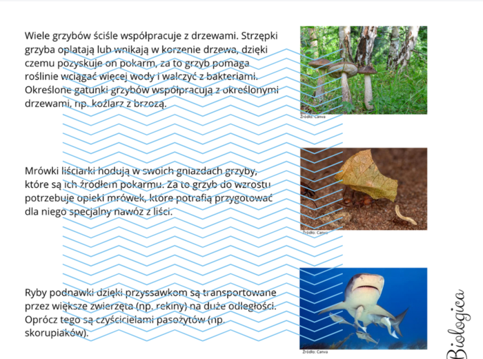 Zależności nieantagonistyczne - przykłady i opis aktywności z ich użyciem