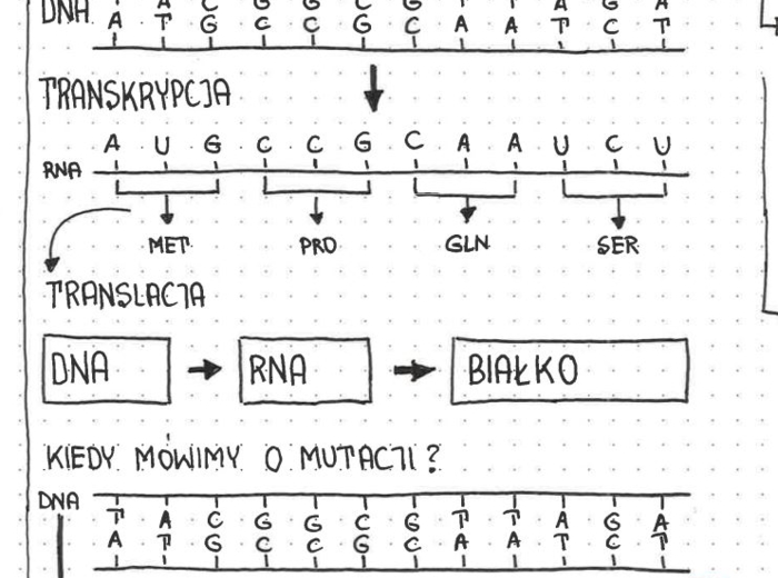 Genetyka klasa 8 - pakiet sketchnotek do każdej lekcji. 