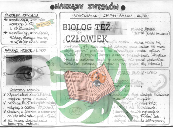 PRZYRODA - Ciało człowieka - narządy zmysłów