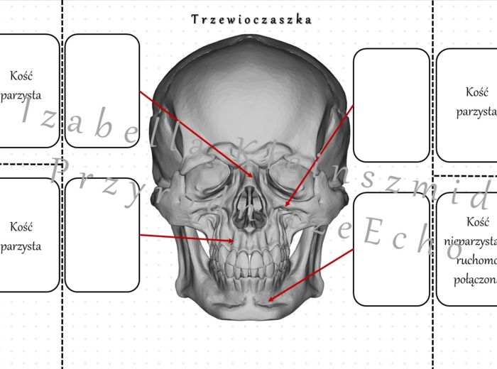 Notatka okienkowa „Budowa trzewioczaszki” – wykonana w power point do edycji. Biologia 7 . Temat „Budowa i rola szkieletu osiowego”, dział „Aparat ruchu”