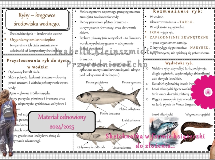 Sketchnotka/książeczka/notatka/wklejka/ściąga dla ucznia i przypomnienie dla nauczyciela/edukacja domowa. Temat „Ryby-kręgowce środowiska wodnego”. Materiał w pdf. Biologia 6, dział „Kręgowce zmiennocieplne”. Nowość 2024/2025.