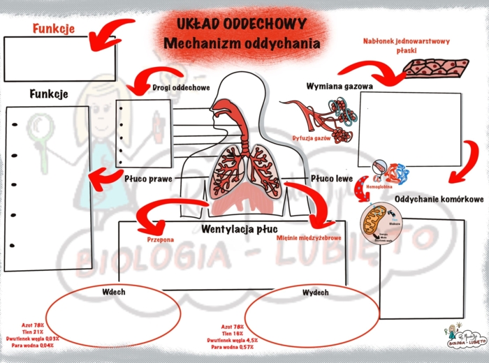 Biologia. Układ oddechowy, mechanizm oddychania. Karta pracy.