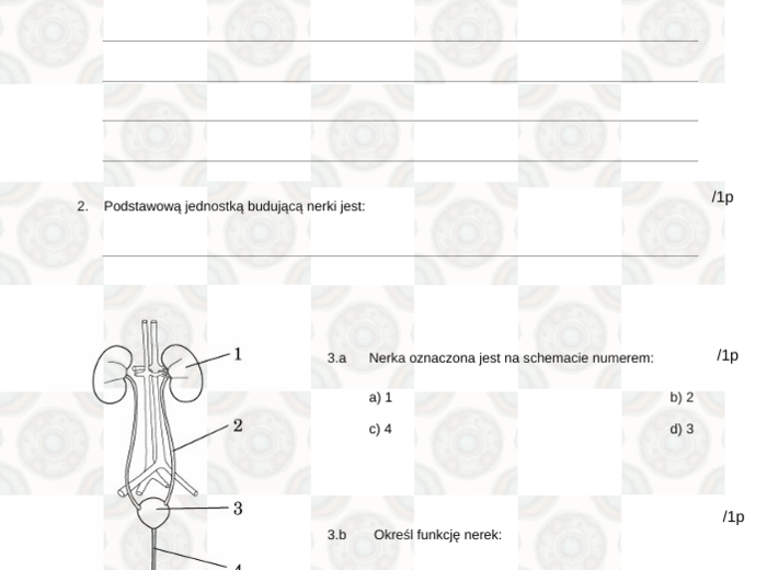Sprawdzian układ wydalniczy klasa 7