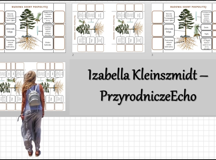 Notatki okienkowe „Budowa nagonasiennych”, „Budowa sosny pospolitej” w pdf. „Nagonasienne” w pdf. Biologia 5 dział „Różnorodność roślin”.