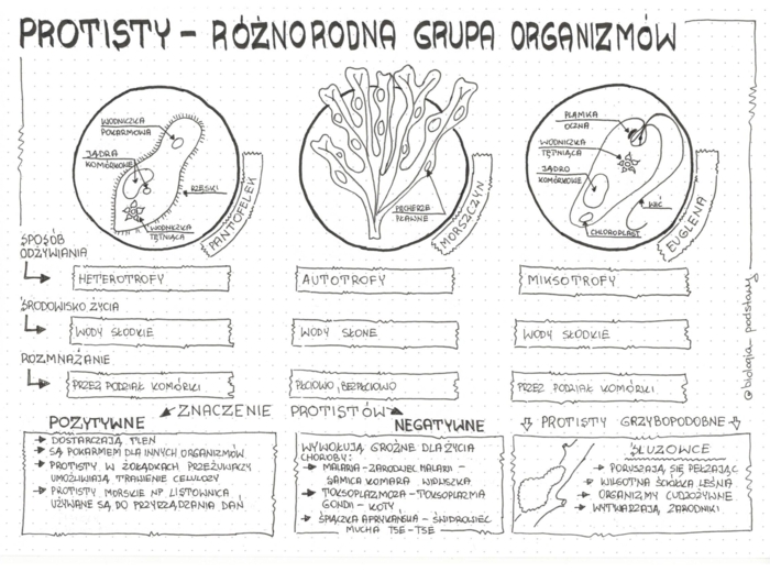 Klasa 5 - Różnorodność protistów - pakiet