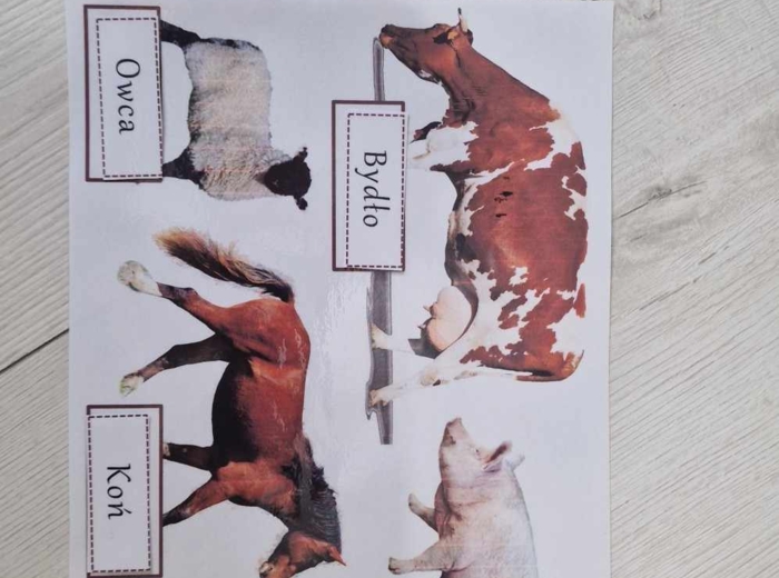 Produkcja zwierzęca w Polsce/do zalaminowana/układanka/puzzle/rozmieszczenie chowu w Polsce/rozpoznawanie gatunków w pdf. „Produkcja zwierzęca”. Geografia 7 "Rolnictwo i przemysł Polski"