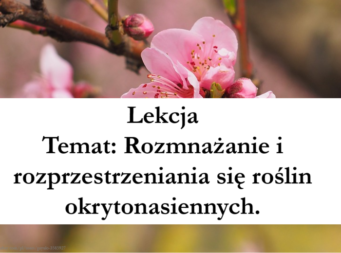 Okrytonasienne cz.2 - klasa 5 - prezentacja