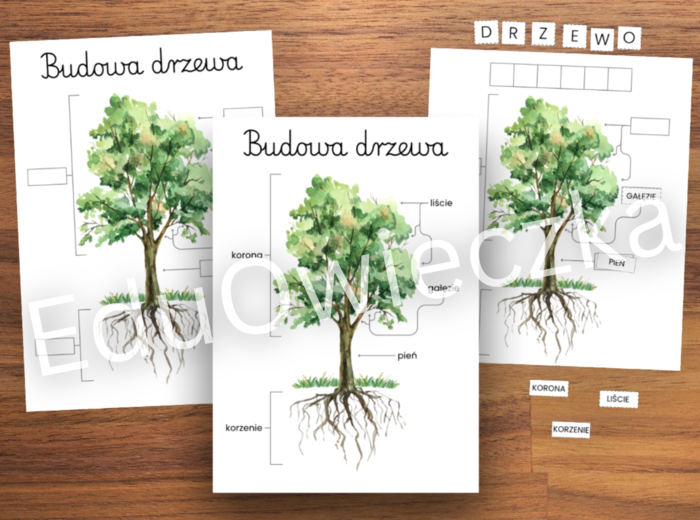 Budowa drzewa - plakat, układanka i karta pracy