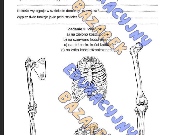 Szkielet człowieka, funkcje, rodzje kości, połączenia kości, biologia klasa7