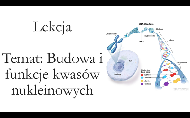 Klasa 1 ( podstawa ) - Budowa i funkcje kwasów nukleinowych - prezentacja