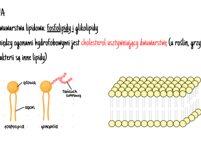 Komórka - podstawowa jednostka życia 1 KLASA ROZSZERZENIE BIOLOGIA