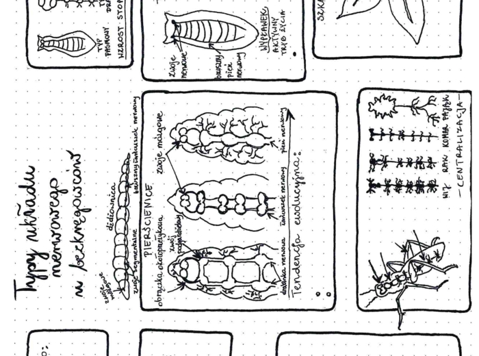 Typy układu nerwowego u bezkręgowców