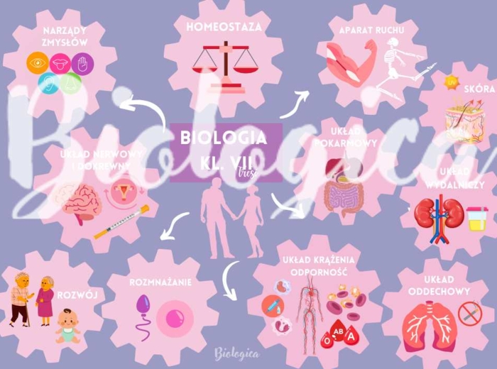 O CZYM BĘDĘ SIĘ UCZYŁ W TYM ROKU NA BIOLOGII? Obrazkowe karty na pierwszą lekcję dla klas 5-8.