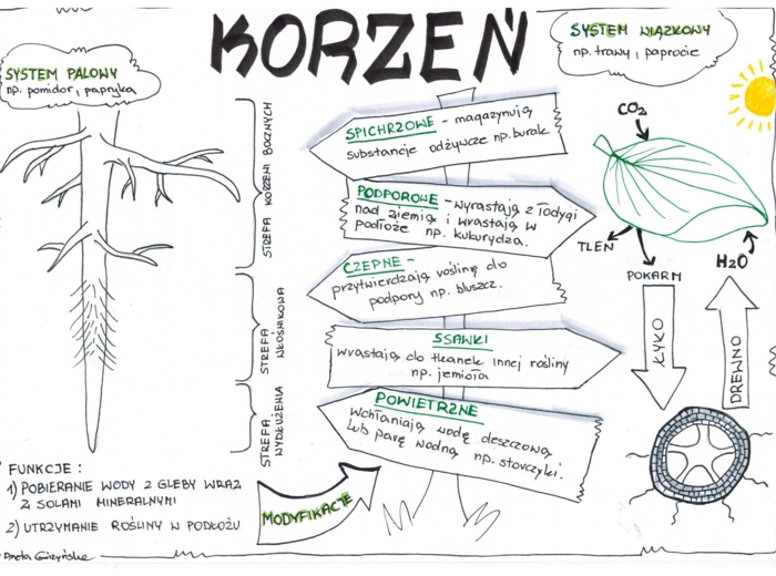 Biologia. Korzeń - klasa 5 - wklejka