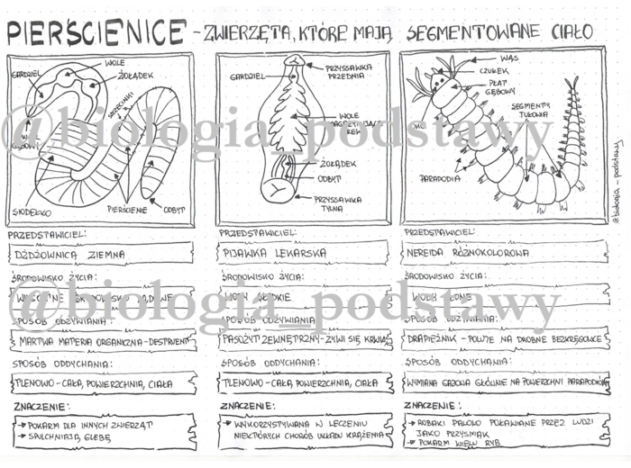 Klasa 6 - Pierścienice - sketchnotka